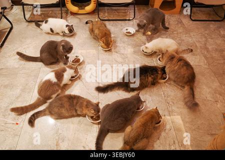 Katzen versammeln sich um Schüsseln auf gefliestem Boden. Sie essen aus mehreren Futterschalen. Manche Katzen legen sich beim Essen hin. Warmes Licht beleuchtet die Szene. Stockfoto