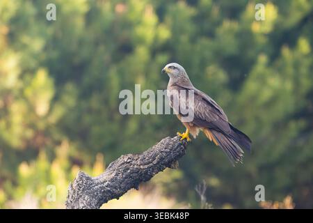 Schwarzer Drachen Milvus migrans, Erwachsener stehend auf Stumpf, Toledo, Spanien, April Stockfoto