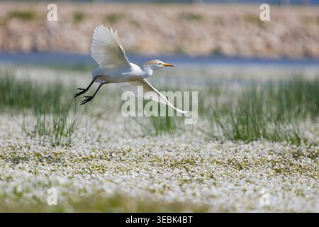 Rinderreiher Bubulcus ibis, Zuchtgefieder fliegt über Teich mit blühender Vegetation, Toledo, Spanien, April Stockfoto