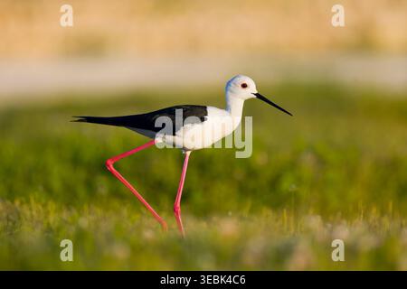 Schwarzflügelpfahl Himantopus himantopus, Erwachsener spazierend auf dem Sumpfgebiet, Toledo, Spanien, April Stockfoto