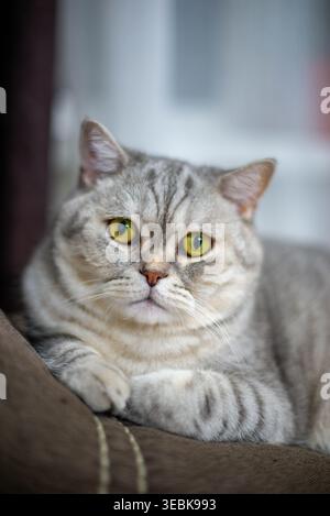 Eine graue schottische Katze mit gelben Augen Stockfoto