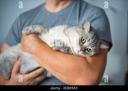 Graue, fette Katze, die in den Armen eines Mannes liegt Stockfoto