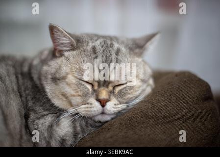Eine graue Katze schläft süß auf einem Kissen Stockfoto
