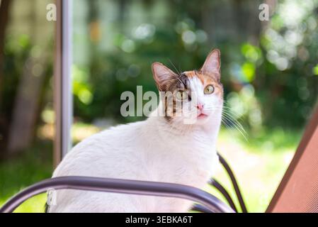 Eine wunderschöne Calico-Katze sitzt aufmerksam auf einem Stuhl, mit einem üppig grünen Garten, der im Hintergrund verschwimmt. Stockfoto
