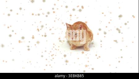Sitzende Ingwertabby-Katze auf weißem Hintergrund, umgeben von goldenem und beigefarbenem Sternkonfetti Stockfoto