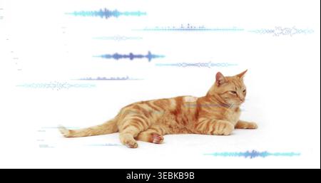 Liegender Ginger Tabby Katze, die den Kopf hegt, die Pfoten auf weißer Oberfläche mit Zyanwellen, schwacher Schatten Stockfoto
