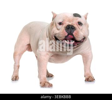 Weißer amerikanischer Schläger vor weißem Hintergrund Stockfoto