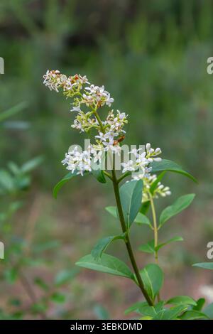 Der blühende Busch, ein gewöhnlicher Ligustrum vulgare. Stockfoto