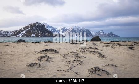 Sanfte Wellen schlängeln sich am goldenen Sand von Haukland Beach, umgeben von majestätischen Bergen. Der bewölkte Himmel sorgt für eine ruhige Stimmung über diesem atemberaubenden Norwegisch Stockfoto