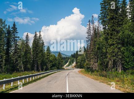 Die gewundene Straße führt durch einen üppigen grünen Wald mit hohen Kiefern unter einem klaren blauen Himmel Stockfoto