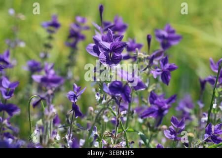 Die Blumen von Salvia viridis, auch bekannt als Painted Salbei, im Frühjahr Stockfoto