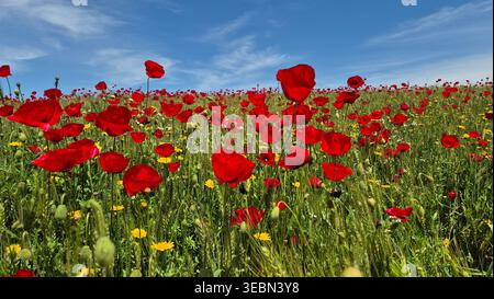 Spektakulärer Low-Anblick auf einen wilden Mohn im Weizenfeld unter einem tiefblauen Himmel mit Wispy Wolken in einer hellen Frühlingswiese Stockfoto