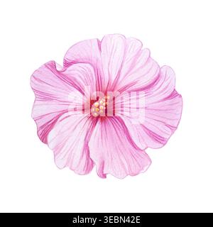 Rosa Hibiskusblüte. Aquarellbotanische Illusion isoliert auf weiß. Handgezeichnete, tropisch blühende Pflanzen-ClipArt für botanische Designs im Sommer. Stockfoto