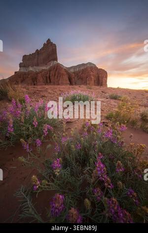 Der Blick auf leuchtende violette Wildblumen zeigt den Vordergrund vor den majestätischen roten Felsformationen unter einem ruhigen Sonnenuntergang-Himmel, Green River, Utah, United Stockfoto
