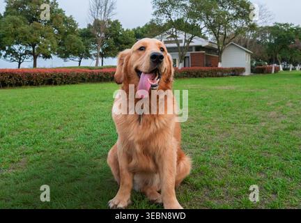 Der Happy Golden Retriever-Hund sitzt an einem bewölkten Tag mit der Zunge in einem üppigen grünen Park in der Nähe eines Hauses Stockfoto