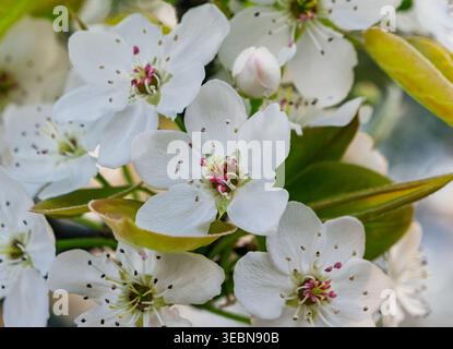 Zarte weiße Blüten mit leuchtend rosa und gelben Mitte, die im Frühling auf einem Obstbaumzweig gedeihen Stockfoto