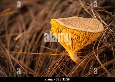 Blick auf einen auffallend leuchtenden gelben Pilz mit komplizierten Kiemen, die aus einem Bett aus kontrastierenden trockenen, rötlich-braunen Kiefernnadeln hervorragen, Kabupaten Soppen Stockfoto