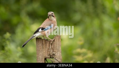 Eurasian Jay Garrulus glandarius thronte auf verwittertem Holzpfosten mit blauen Flügelfedern und grünem Waldhintergrund Stockfoto