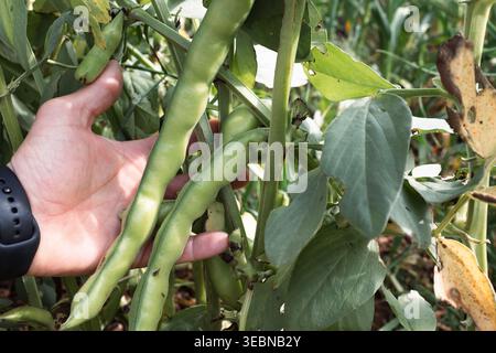 Handgeerntet frische Favabohnen aus Bio-Garten Stockfoto