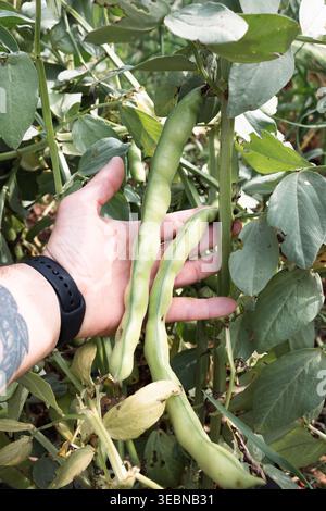 Handgeerntete frische, breite Bohnen aus Gartenpflanzen Stockfoto