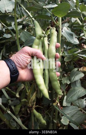 Frische Bio-Bohnen aus dem Garten von Hand pflücken Stockfoto