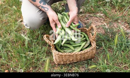 Person, die aus einem Garten Bio-Bohnen erntet Stockfoto
