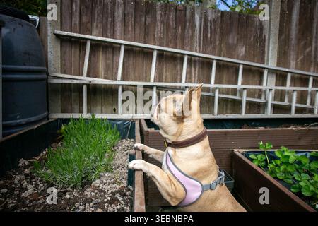 Fawn French Bulldog mit rosa und grauen Gurtzeug, der in einem Garten auf einem erhöhten Blumen- oder Gemüsebeet steht. Der Hund schaut in die Ferne Stockfoto