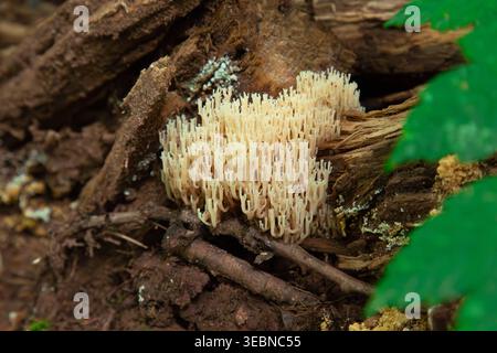 Dieses atemberaubende Nahaufnahme-Foto zeigt einen erstaunlichen Korallenpilz, der sich bequem auf einem alten Stück Holz mitten in einem wilden Fo niedergelassen hat Stockfoto