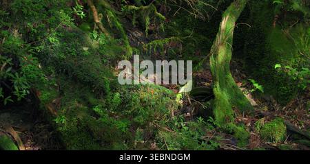 Üppig grüne moosige Felsen und umgestürzte Bäume in einem dichten Sommerwald Stockfoto