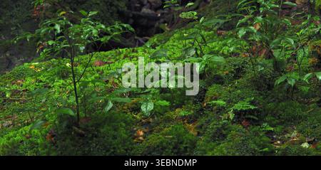 Üppiges grünes Moos und kleine Pflanzen, die auf einem dunklen Baumstamm wachsen Stockfoto