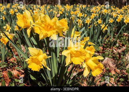Wiese mit wilden Narzissen im schweizer jura Stockfoto