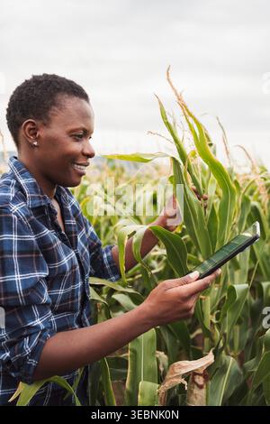 Junge afrikanische Landwirtin mit Tablette auf dem Maisfeld, Überprüfung der Qualität der Kulturen Stockfoto
