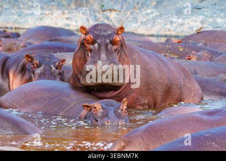 Hippopotamus oder Hippopotamus amphibius walzen im Becken, wobei einer mit erhobenem Kopf auf dem Rücken eines anderen teilweise untergetaucht ruht. Stockfoto