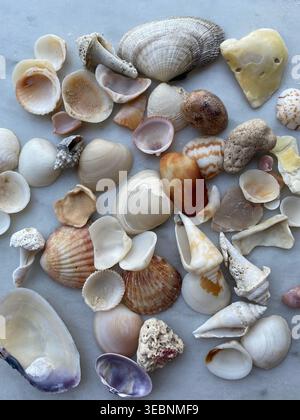Verschiedene Muscheln, Muscheln, Muscheln und Meeresschnecken in einem abstrakten Hintergrund. Muscheln am Strand. Sommerferienkonzept. Stockfoto