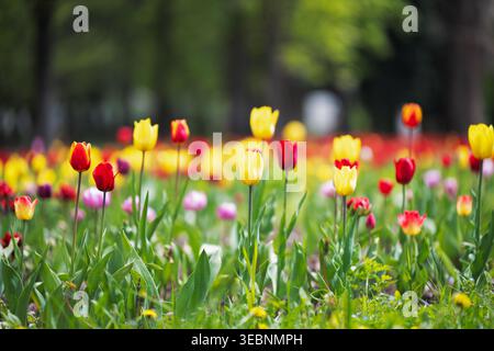 Schöne Frühlingsgartenlandschaft mit roten und gelben Tulpen unter sanftem Licht. Pulsierendes Feld mit bunten Tulpen, das in einem sonnigen Stadtpark blüht. Stockfoto