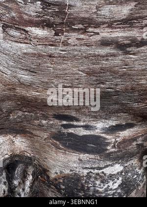 Ein hochauflösendes Bild, das die komplizierte Textur verwitterter Baumrinde mit natürlichen Mustern zeigt. Stockfoto