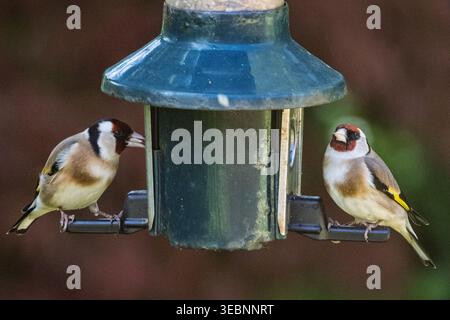 Ein Paar Goldfinch-Passerine-Gartenvögel in einem Futterhäuschen, die Samen holen. Stockfoto