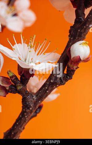 Zarte weiße Aprikosenblüten entfalten sich auf einem dunklen Zweig vor einem leuchtend orangefarbenen Hintergrund Stockfoto