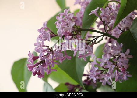 Schöne rosa Blüten des verzweigten Flieders, mit grünen Blättern, an einem hellen, sonnigen Frühlingstag. Stockfoto