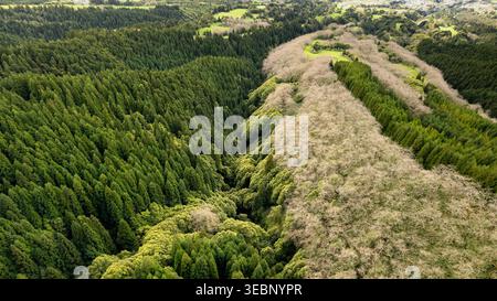 Blick aus der Vogelperspektive auf einen lebhaften grünen Wald, der mit einem starken Kontrast zu einem blattlosen Gebiet verbunden ist und eine atemberaubende natürliche Wasserscheide bildet, Ponta Delgada, Azoren, Stockfoto
