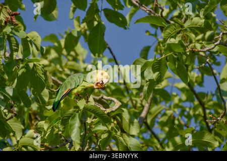 Gelbköpfiger amazonaspapagei, der sich von einem Walnuss ernährt, während er zwischen grünen Blättern in einem Baum sitzt. Stockfoto