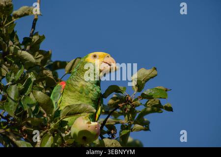 Gelbköpfiger amazonas ernährt sich von Apfel, während er auf einem Zweig zwischen Blättern vor blauem Himmel sitzt. Stockfoto