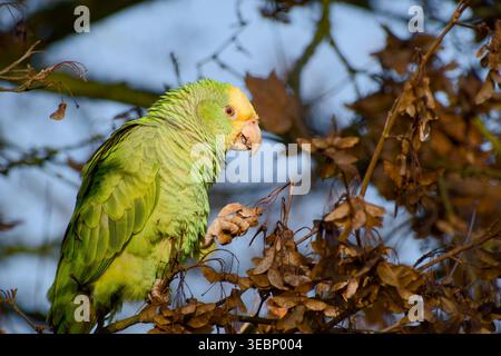 Gelbköpfiger amazonaspapagei hockte auf einem Zweig, hielt Ahornsamen im Fuß, während er sie zwischen braunen Herbstblättern aß Stockfoto