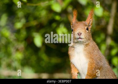 Rotes Eichhörnchen Nahporträt in Vorderansicht mit detailliertem Fell und Barthaaren vor einem weichen, unscharfen grünen Hintergrund Stockfoto