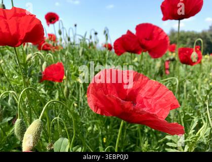 Nahaufnahme von blühendem Wildmohn auf einem Weizenfeld in der Schweizer Landschaft Stockfoto