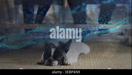 Liegender französischer Bulldogge, Kopf unten unter dem Sofa auf gewebtem Teppich, blau-grüner Schleier Stockfoto