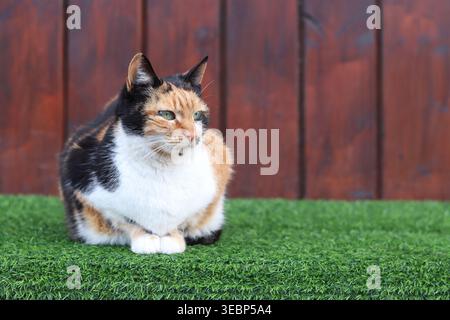 Eine dreifarbige Katze (Calico) sitzt auf grünem Kunstrasen. Eine wunderschöne dreifarbige Katze sitzt auf einem hellgrünen Rasen vor einer braunen Holzwand Stockfoto