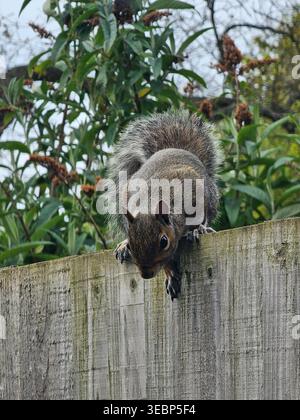 Graues Eichhörnchen, das sich darauf vorbereitet, von einem Zaun zu springen Stockfoto
