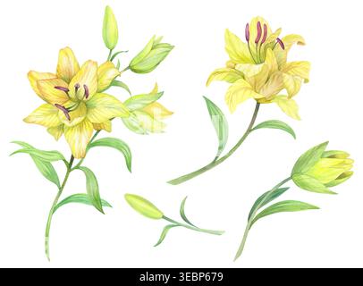 Set der gelben Lilien. Handgemachte Aquarellillustration. Für Verpackungsdesign, Karten, Cover, Ausdrucke, Produktetiketten und Stoff. Stockfoto