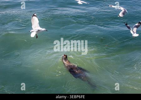 Kap-Pelzrobben und Möwen, geschäftiges Angeln im bläulich-türkisfarbenen Wasser des Hafens in der V&A Waterfront. Stockfoto